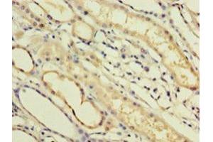 IHC analysis of paraffin-embedded human kidney tissue, using IFNA14 antibody (1/100 dilution). (IFNa14 antibody  (AA 24-189))