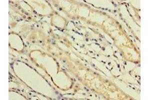IHC analysis of paraffin-embedded human kidney tissue, using IFNA14 antibody (1/100 dilution).