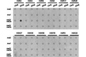 Dot-blot analysis of all sorts of methylation peptides using H3R2me2a antibody. (Histone 3 antibody  (H3R2me2a))