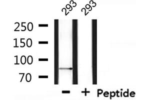 Western blot analysis of extracts from 293, using SENP5 Antibody.