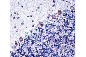 Csf1r antibody immunohistochemistry analysis in formalin fixed and paraffin embedded mouse cerebellum tissue. (CSF1R antibody  (AA 895-923))