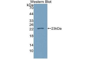 Western Blotting (WB) image for anti-Interleukin 37 (IL37) (AA 46-218) antibody (ABIN1980442)