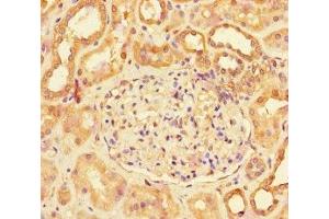 Immunohistochemistry of paraffin-embedded human kidney tissue using ABIN7158587 at dilution of 1:100 (LHB antibody  (AA 21-141))