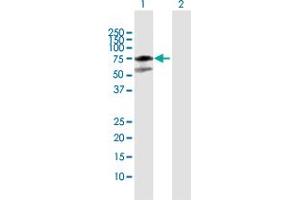Western Blot analysis of MDM4 expression in transfected 293T cell line by MDM4 MaxPab polyclonal antibody.