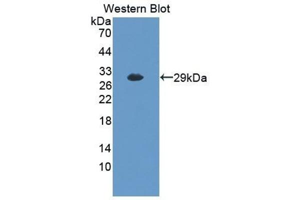RNF112 antibody  (AA 403-647)