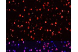 Immunofluorescence analysis of Mouse brain using Phospho-Stat3(Y705) Polyclonal Antibody at dilution of 1:100 (40x lens). (STAT3 antibody  (pTyr705))