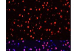Immunofluorescence analysis of Mouse brain using Phospho-Stat3(Y705) Polyclonal Antibody at dilution of 1:100 (40x lens). (STAT3 antibody  (pTyr705))