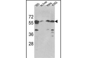Western blot analysis of hSPTLC1-S41 (ABIN389108 and ABIN2839298) in 293, Hela, K562 cell line and mouse liver tissue lysates (35 μg/lane). (SPTLC1 antibody  (N-Term))