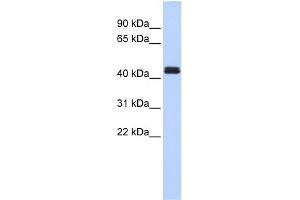 WB Suggested Anti-TRAF1 Antibody Titration:  0.