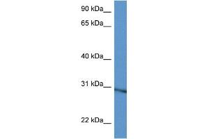WB Suggested Anti-Rpl5 Antibody Titration: 1.