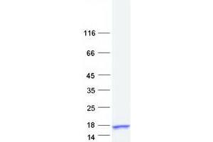 Validation with Western Blot (S100A7L2 Protein (Myc-DYKDDDDK Tag))