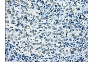 Image no. 16 for anti-P450 (Cytochrome) Oxidoreductase (POR) antibody (ABIN1497746) (POR antibody)