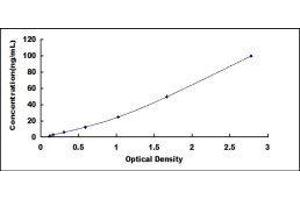 Neural Cell Adhesion Molecule 1 (NCAM1) ELISA Kit