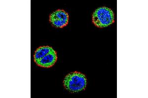 Confocal immunofluorescent analysis of NFKBIL1 Antibody (C-term) (ABIN656729 and ABIN2845953) with MDA-M cell followed by Alexa Fluor 488-conjugated goat anti-rabbit lgG (green). (NFKBIL1 antibody  (C-Term))