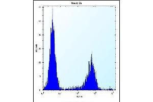 N2A2 Antibody (Center) (ABIN656432 and ABIN2845722) flow cytometric analysis of Neuro-2a cells (right histogram) compared to a negative control cell (left histogram).