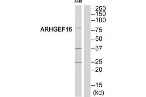 Western Blotting (WB) image for anti-rho Guanine Nucleotide Exchange Factor (GEF) 16 (ARHGEF16) (Internal Region) antibody (ABIN1852030) (ARHGEF16 antibody  (Internal Region))