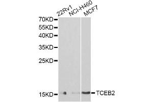 Western blot analysis of extracts of various cell lines, using TCEB2 antibody (ABIN6292903) at 1:1000 dilution.