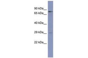 PURB antibody  (N-Term)