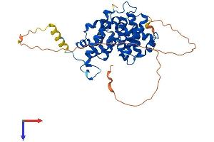 Cyclin B2 Protein (CCNB2) (AA 1-398) (His tag)