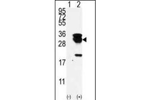 Western blot analysis of E2EPF (arrow) using E2EPF Antibody (N-term) (ABIN388857 and ABIN2839159). (UBE2S antibody  (N-Term))