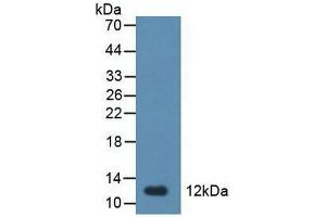Detection of TFF1 in Rat Stomach Tissue using Polyclonal Antibody to Trefoil Factor 1 (TFF1) (TFF1 antibody  (AA 1-81))