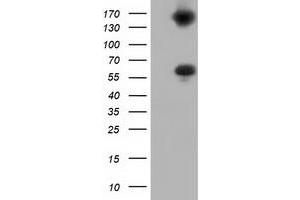 Western Blotting (WB) image for anti-Butyrophilin, Subfamily 1, Member A1 (BTN1A1) antibody (ABIN1496991) (BTN1A1 antibody)