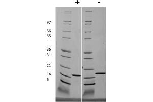 SDS-PAGE of Human Interleukin-19 Recombinant Protein (Animal Free) SDS-PAGE of Human Interleukin-19 Animal Free Recombinant Protein. (IL-19 Protein)