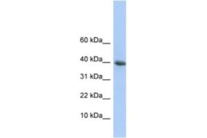 Western Blotting (WB) image for anti-Polymerase (RNA) II (DNA Directed) Polypeptide I, 14.5kDa (POLR2I) antibody (ABIN2461215)