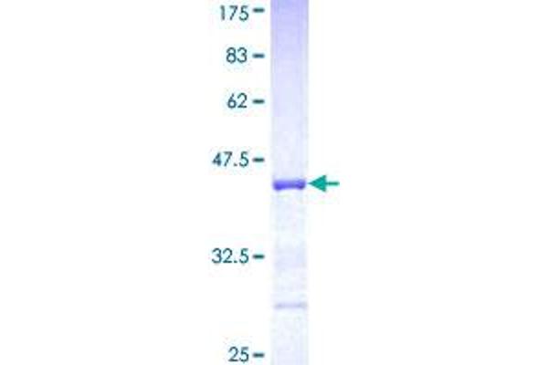 PCDHA5 Protein (AA 183-289) (GST tag)