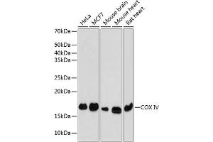 Western blot analysis of extracts of various cell lines, using COX IV Rabbit mAb (ABIN7266641) at 1:1000 dilution. (COX IV antibody)