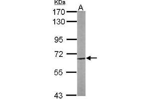 WB Image Sample (50 ug of whole cell lysate) A: Mouse brain 7. (Copine III antibody)