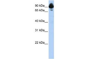 Host:  Rabbit  Target Name:  RGS3  Sample Type:  HepG2 lysates  Antibody Dilution:  1. (RGS3 antibody  (C-Term))