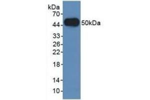 Detection of Recombinant LAMP2, Human using Polyclonal Antibody to Lysosomal Associated Membrane Protein 2 (LAMP2) (LAMP2 antibody  (AA 193-375))