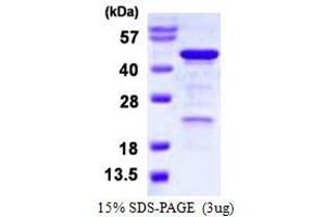 Homer Homolog 3 (Drosophila) (HOMER3) (AA 1-361) protein (His tag)