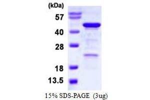 Image no. 1 for Homer Homolog 3 (Drosophila) (HOMER3) protein (His tag) (ABIN1098620) (HOMER3 Protein (His tag))