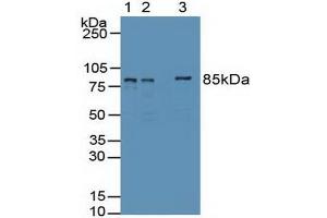 Western blot analysis of (1) Human 293T Cells, (2) Human HepG2 Cells Tissue and (3) Human HeLa cells Tissue. (EZH2 antibody  (AA 51-285))