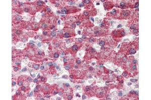 Anti-GOT2 antibody IHC of human liver. (GOT2 antibody  (AA 295-306))