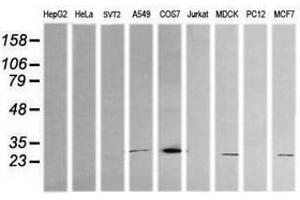 Image no. 2 for anti-Kallikrein 8 (KLK8) antibody (ABIN1498964) (Kallikrein 8 antibody)
