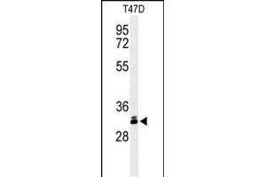 Western blot analysis of DKK1 Antibody (N-term) (ABIN653551 and ABIN2842934) in T47D cell line lysates (35 μg/lane). (DKK1 antibody  (N-Term))
