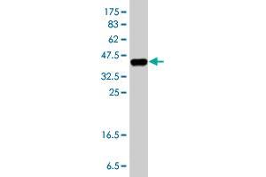 Western Blot detection against Immunogen (38. (CALCRL antibody  (AA 23-132))