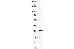 Western blot testing of GSTP1 antibody and recombinant human protein (0. (GSTP1 antibody  (AA 2-210))