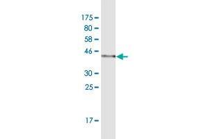 Western Blotting (WB) image for anti-HD Domain Containing 3 (HDDC3) (AA 1-140) antibody (ABIN949961)