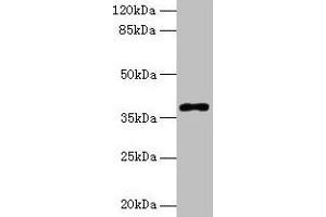 Western blot All lanes: POLB antibody at 8 μg/mL + Colo320 whole cell lysate Secondary Goat polyclonal to rabbit IgG at 1/10000 dilution Predicted band size: 39 kDa Observed band size: 39 kDa (POLB antibody  (AA 1-300))