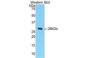 Western Blotting (WB) image for anti-Selectin L (SELL) (AA 94-332) antibody (ABIN1860513)