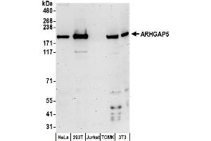 anti-rho GTPase Activating Protein 5 (ARHGAP5) (AA 1452-1502) antibody