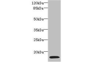 Western blot All lanes: HIST1H2AG antibody at 4 μg/mL + HL60 whole cell lysate Secondary Goat polyclonal to rabbit IgG at 1/10000 dilution Predicted band size: 15 kDa Observed band size: 15 kDa