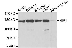 Western blot analysis of extracts of various cell lines, using HIP1 antibody.