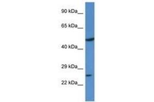 Image no. 1 for anti-Kruppel-Like Factor 17 (KLF17) (N-Term) antibody (ABIN6740644) (KLF17 antibody  (N-Term))