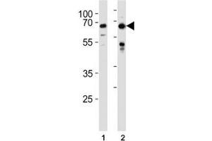 FOXO3 antibody western blot analysis in HeLa,MCF-7 lysate.