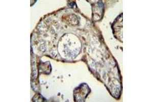Immunohistochemistry analysis in formalin fixed and paraffin embedded human placenta tissue reacted with MNDA Antibody (N-term) followed by peroxidase conjugation of the secondary antibody and DAB staining. (MNDA antibody  (N-Term))